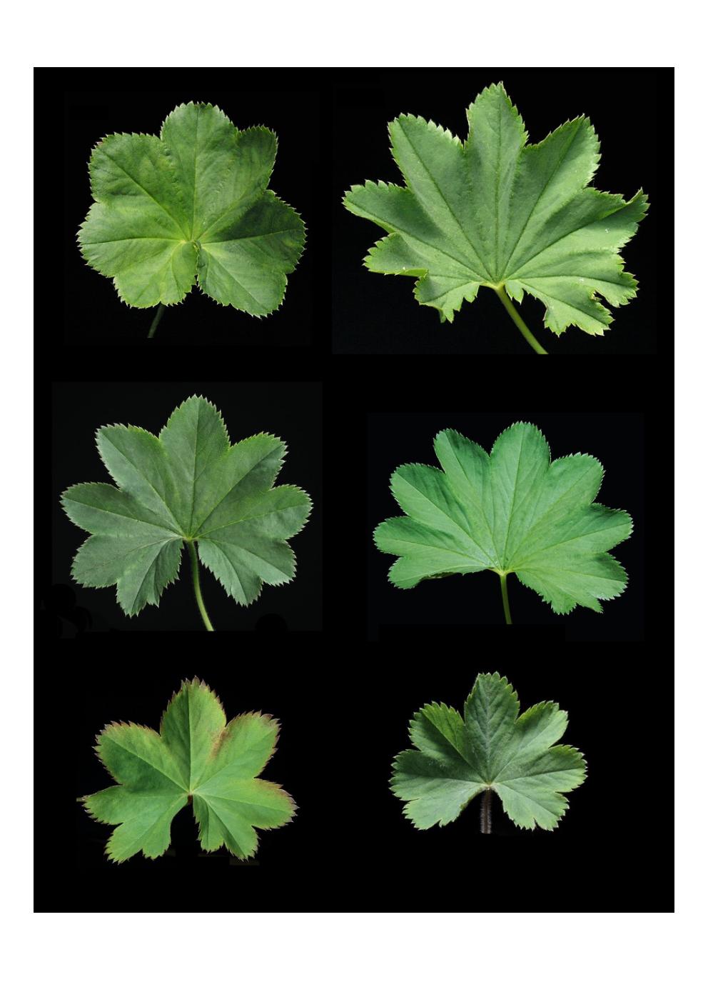 Feuilles d'Alchemille (section Alchemillae s. l.) (photos P. Frost-Olsen