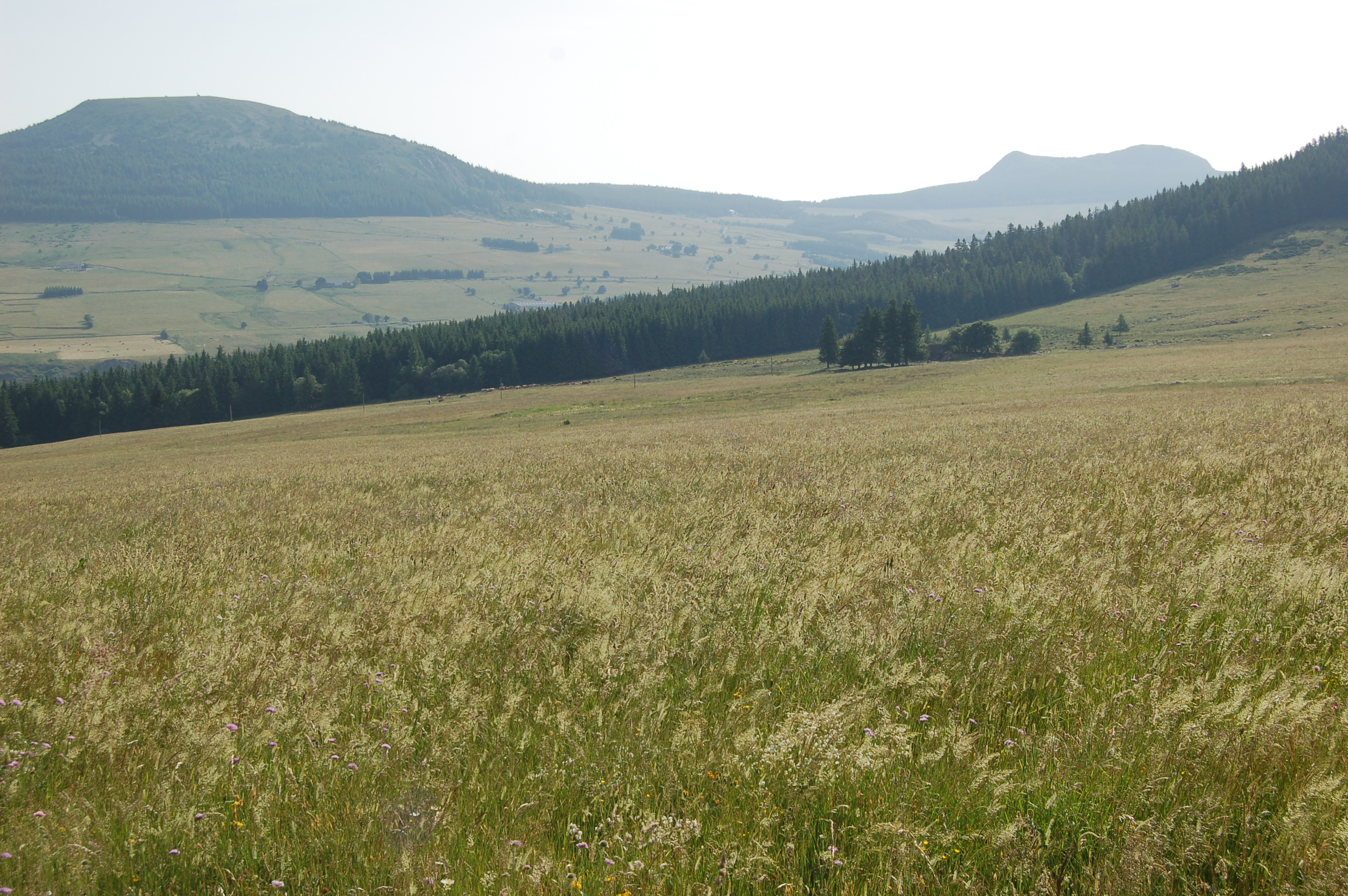 Ensemble de prairies de fauche aux Estables dans le territoire de l'AOP 