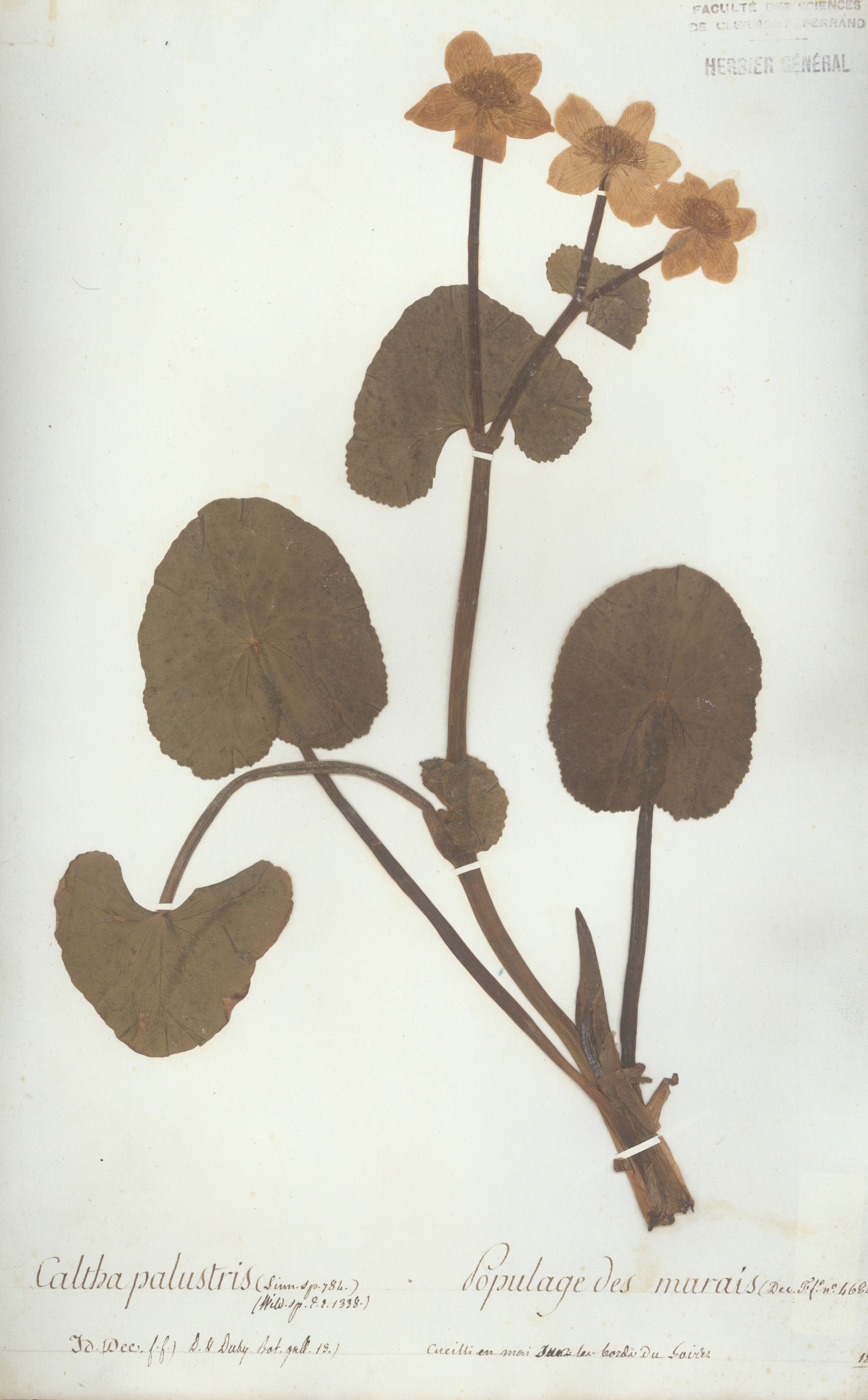 Caltha palustris - Auguste de Saint-Hilaire