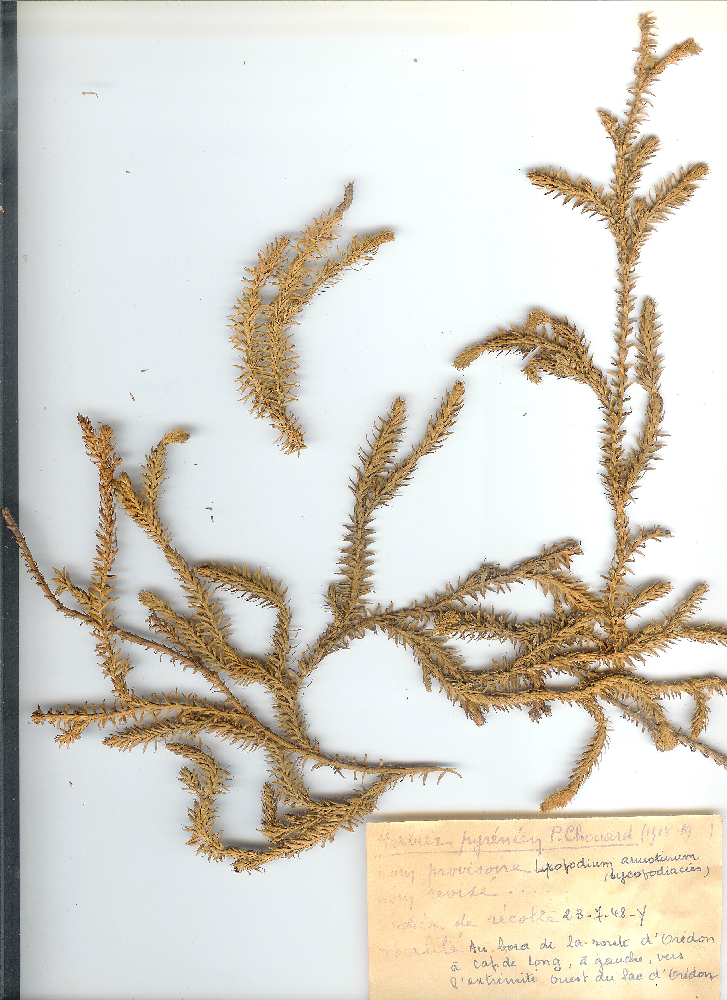 Lycopodium annotinum bord route d' Orédon P. Chouard, 1948)