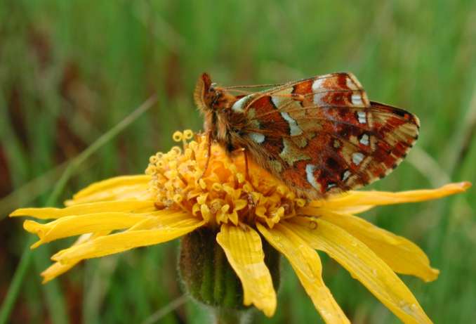 L'étude de la biodiversité: inconcevable sans les collections naturalistes