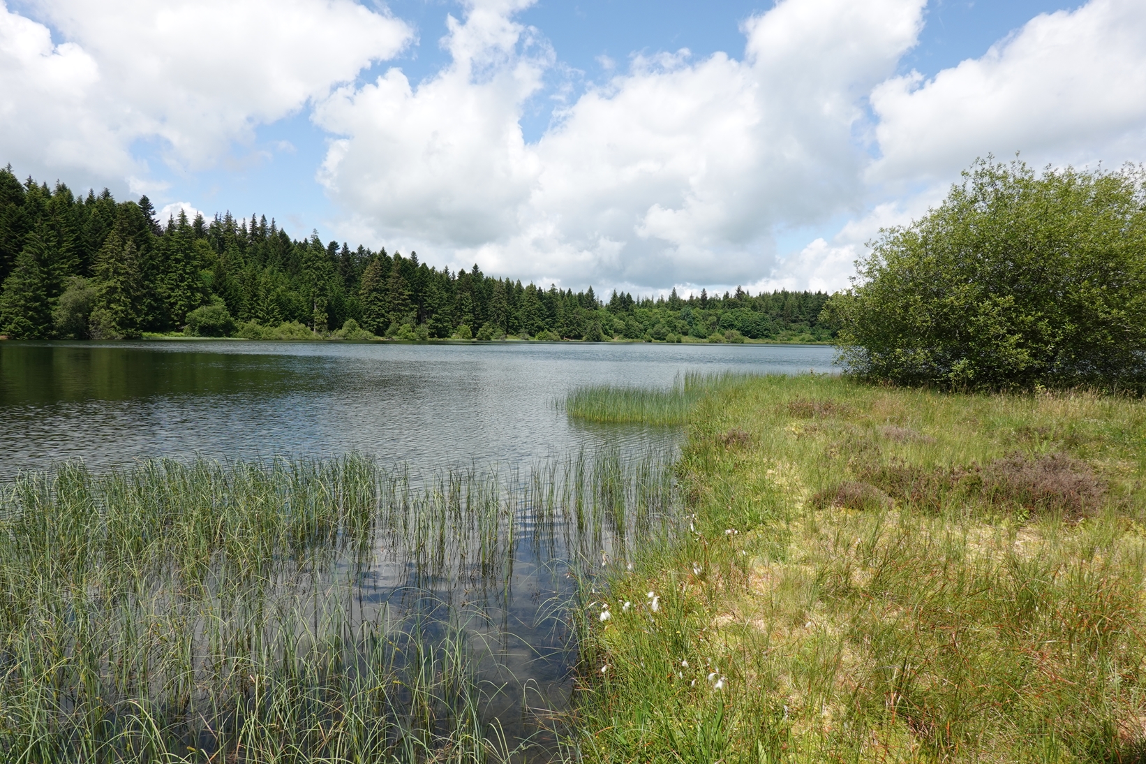 Bordures tourbeuses du Lac de Servières (Saulzet-le-Froid, 63)