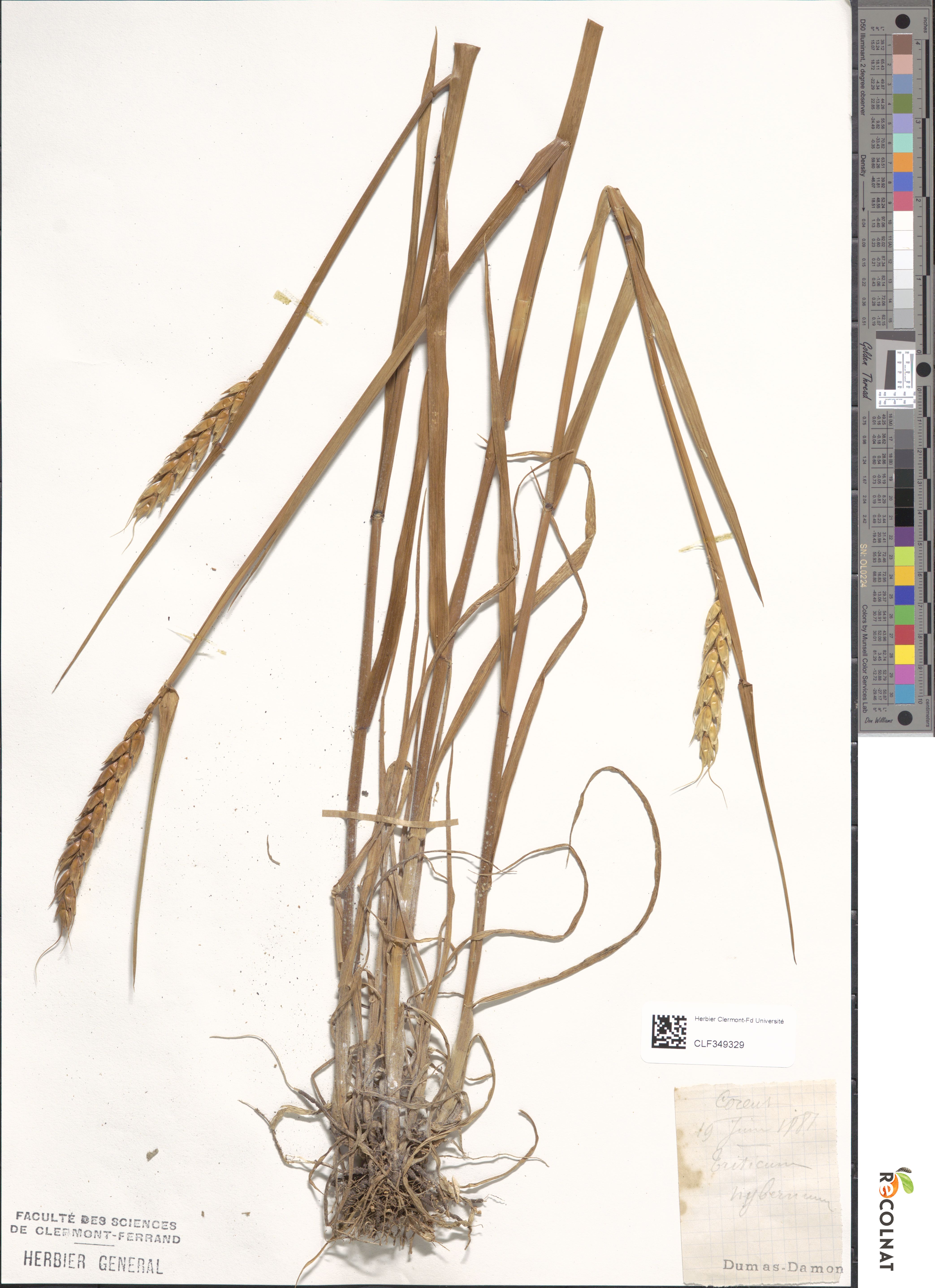 Planche de Triticum (CLF 349329 de 1881) collection Dumas-Damon 